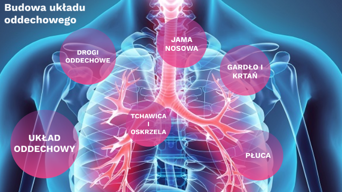 Budowa układu oddechowego by Wiktoria Stojek on Prezi
