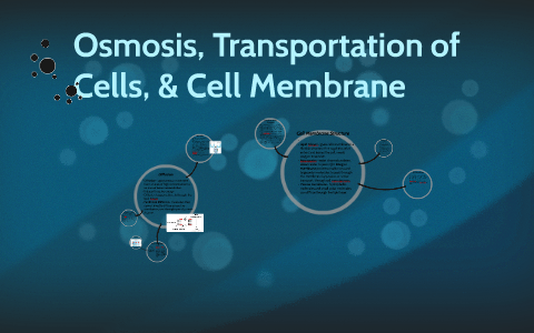 Osmosis & Transportation of Cells by Marissa Fingerle on Prezi