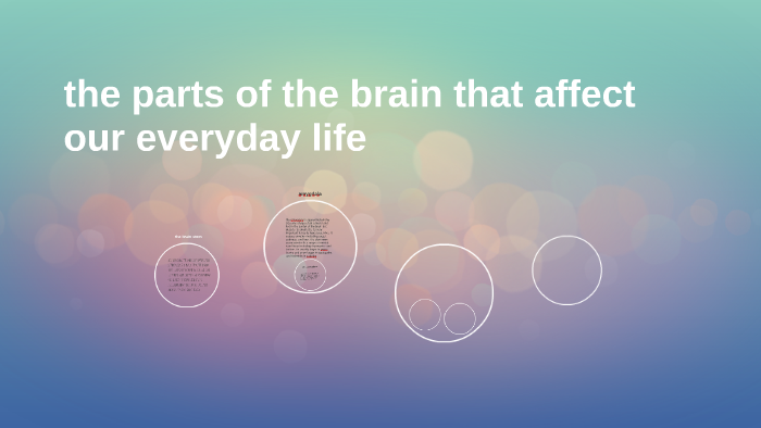 the-parts-of-the-brain-that-affect-our-everyday-life-by-ashley-harrison