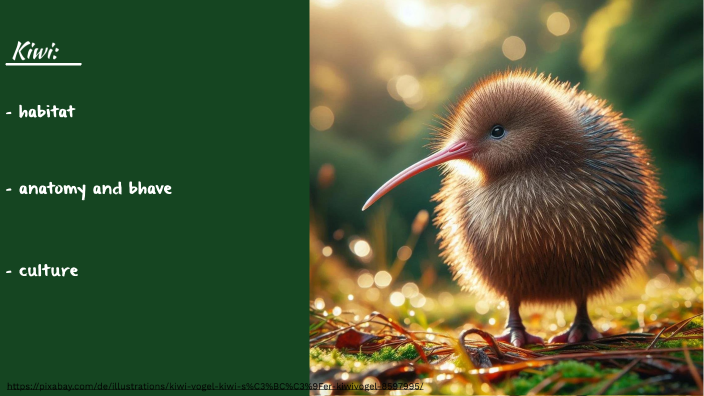 Kiwi By Linus Ferse On Prezi