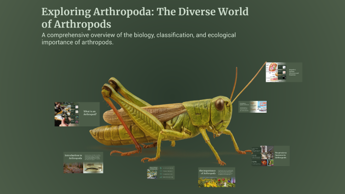 Exploring Arthropoda: The Diverse World of Arthropods by divy0540 ...