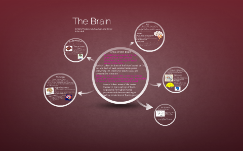 The Brain by on Prezi
