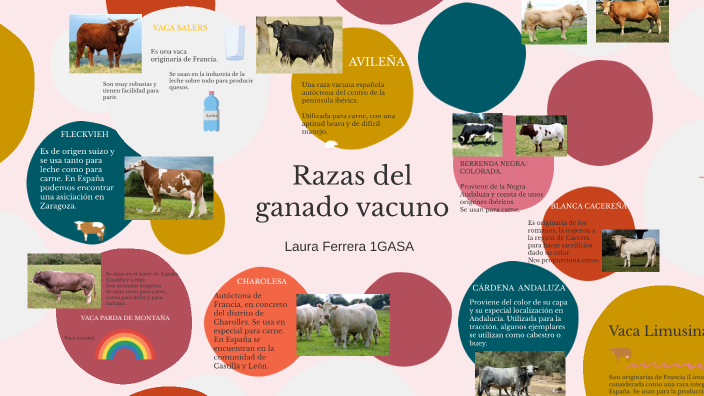 Razas Del Ganado Vacuno By Laura Ferrera On Prezi