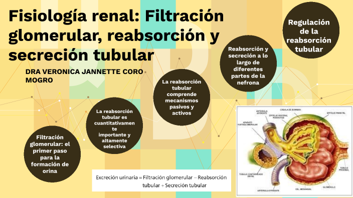 Fisiología renal: Filtración glomerular, reabsorción y secreción ...