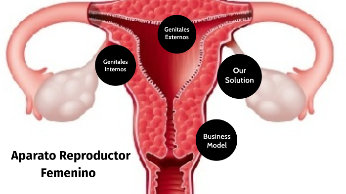 Aparato reproductor femenino by Gianna Simoneth on Prezi