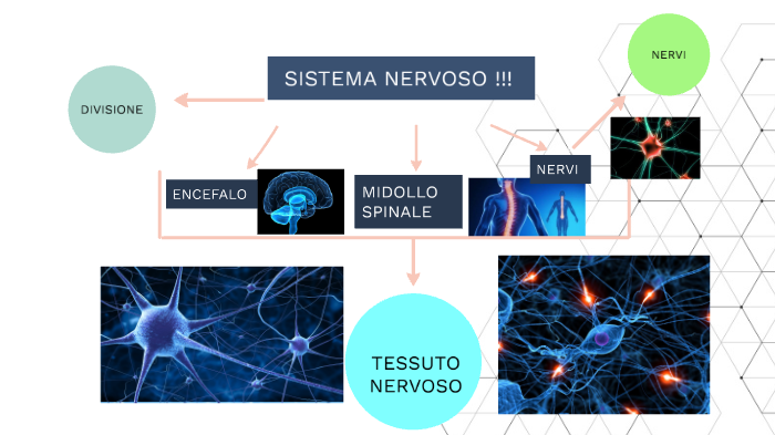 sistema nervoso e endocrino by matilde brazzoduro on Prezi