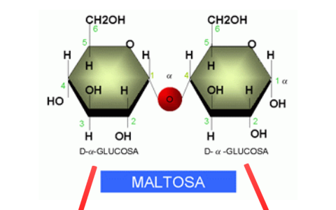 Resultado de imagen para maltosa
