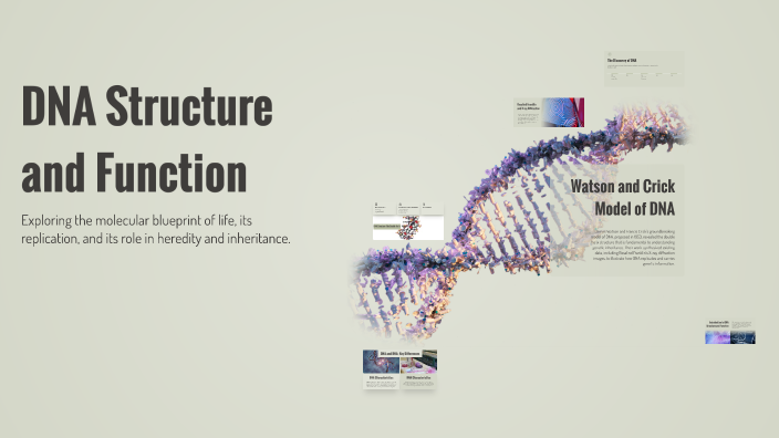 DNA Structure and Function by 行政组 - 聂敬文 on Prezi