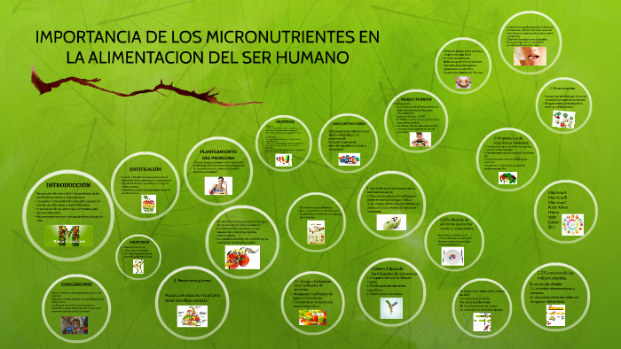 Importancia De Los Micronutrientes En La Alimentacion Del Se By Feernanda Maya 1072