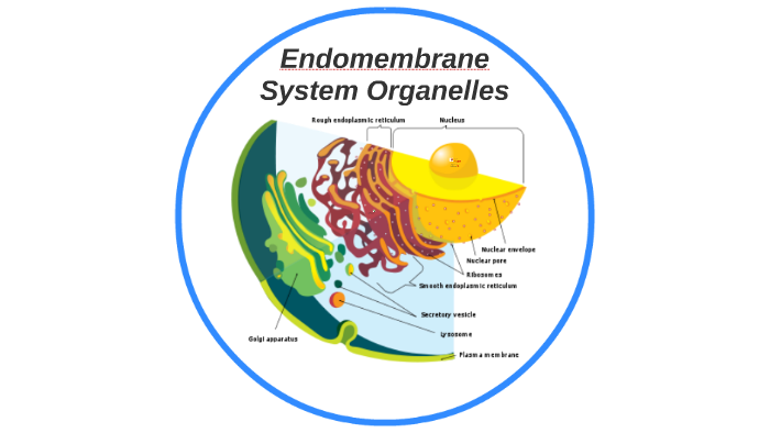 What Is The Endomembrane System Made Of - slidesharedocs