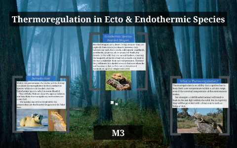 Thermoregulation in Ectothermic Species by Lauren Rowlands