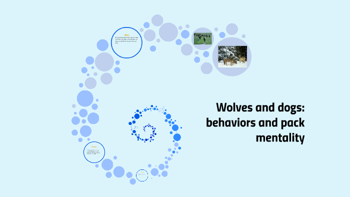 Wolves And Dogs Behaviors And Pack Mentality By Baila Leech