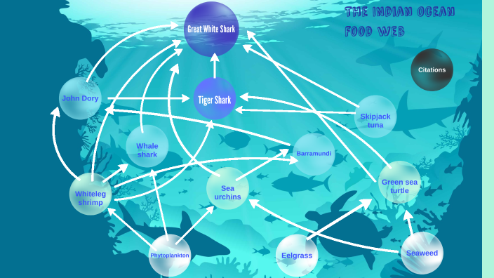 the-indian-ocean-food-web-by-chu-ho-fung-g10g-05-on-prezi