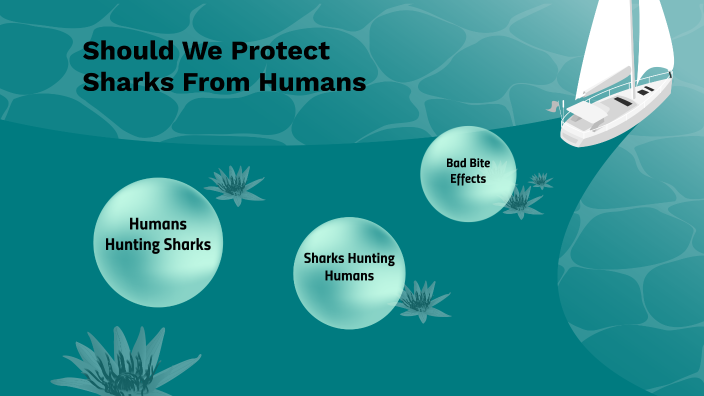 should we be protecting sharks from humans by Brooklyn Reed on Prezi