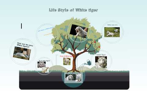 Life Cycle of White tigers by 권 강