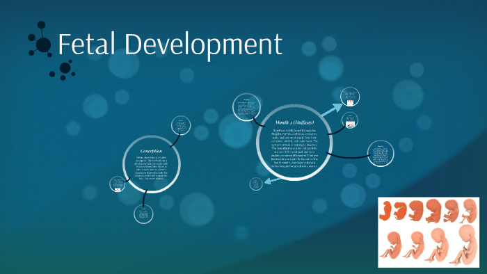 Fetal Development by abby alexander on Prezi