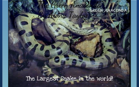 Classification of the Green Anaconda by alona taylor on Prezi