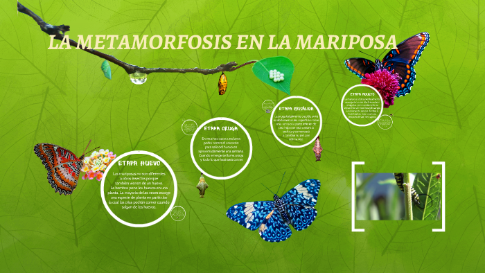 etapas de la metamorfosis de la mariposa