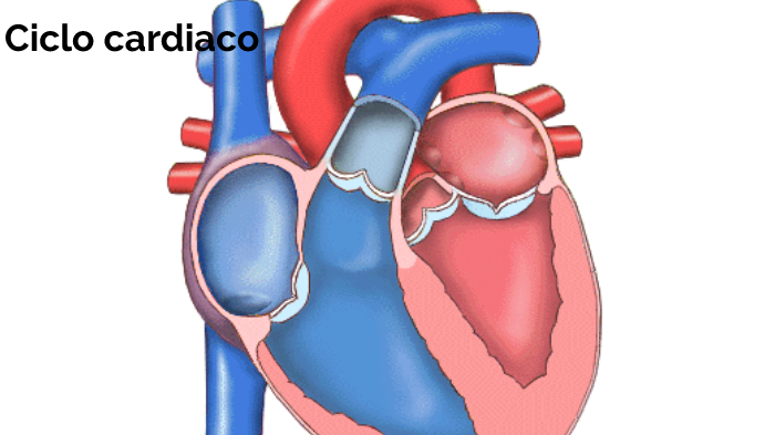 Ciclo cardiaco y gasto cardiaco by Carlos Martinez Martí on Prezi