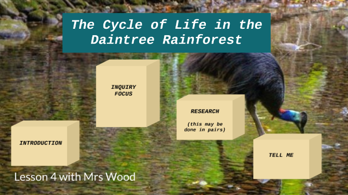 Rainforest Life Cycle