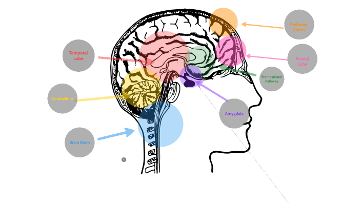 Celebrity Brain by Sofia Sfinarolakis on Prezi