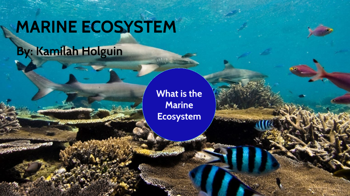 Ocean Ecosystem by Kamilah Holguin on Prezi