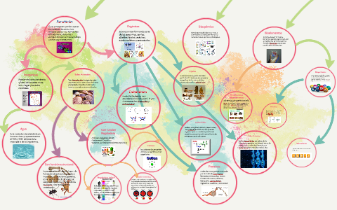 mapa conceptual bioquímica by sandra yaneth urbina valencia on Prezi Next