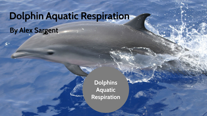 Dolphins Aquatic Respiration by Alex Sargent on Prezi