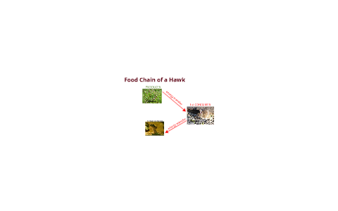 The Food Chain of a Hawk by marie renner on Prezi Biology Diagrams