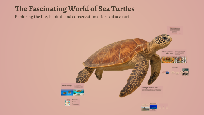 The Fascinating World of Sea Turtles by Judith Gonzalez on Prezi
