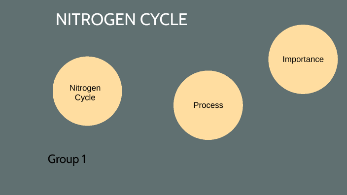 nitrogen cycle by tshering yangchen on Prezi