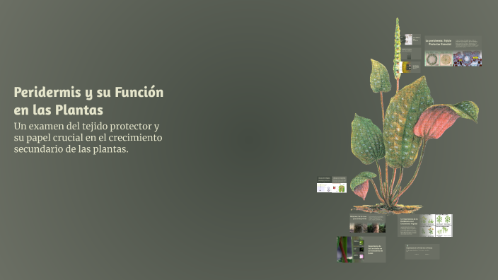 Peridermis Peridermis y su Función en las Plantas by cesar sabogal on Prezi