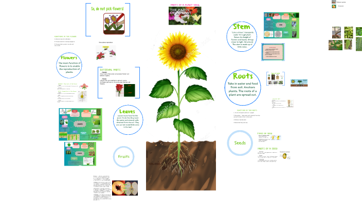 Parts of the Plant BIOLOGY by Nayli PK2 on Prezi