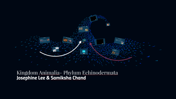 Kingdom Animalia- Phylum Echinodermata by josephine lee on Prezi
