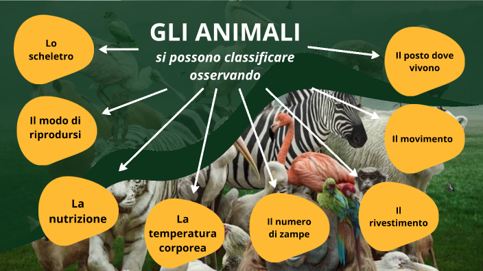 Classificazione Degli Animali By Fabio Marcias On Prezi