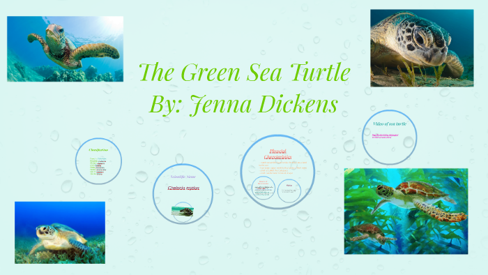 The Green Sea Turtle by Jenna Dickens on Prezi