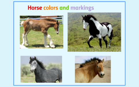 horse colors and markingsm s