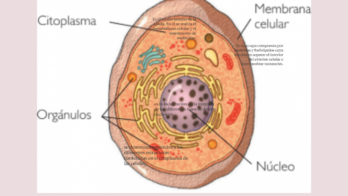 Es el medio interno de la célula. En él se realiza el metabo by jorge ...