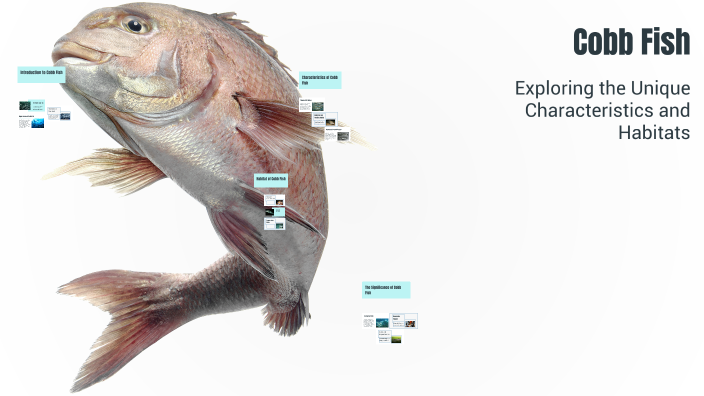 cod fish by eli hodge on Prezi