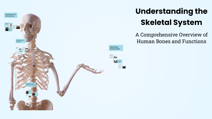Understanding the Skeletal System by Gavin Mitchell on Prezi