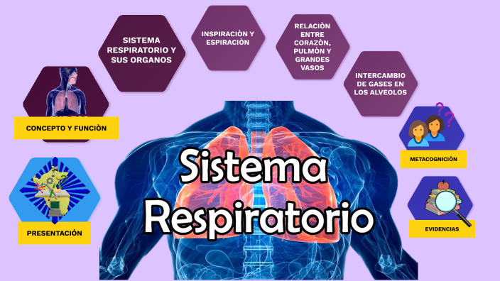 SISTEMA RESPIRATORIO by Vanesa Huaman on Prezi