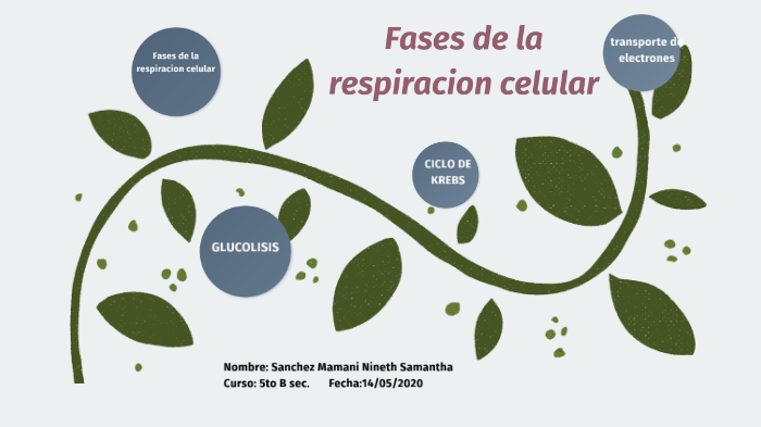 Fases De La Respiracion Celular By Sam Sanchez On Prezi 8852