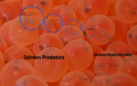 Predators of Salmon by mary kolodziej on Prezi