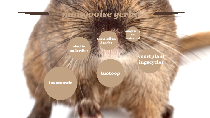 mongoolse gerbil by amber bootz on Prezi