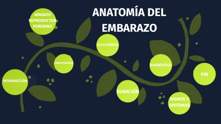 Anatomía del embarazo
