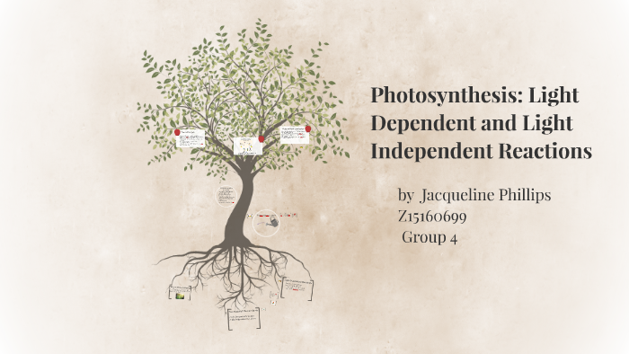 compare the light dependent and light independent reactions of photosynthesis