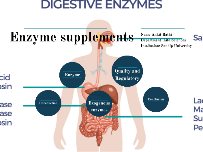 EFFECT OF EXOGENOUS SUPPLEMENTATION OF ENZYMES ON DIGESTIVE HEALTH by Ankit Rathi