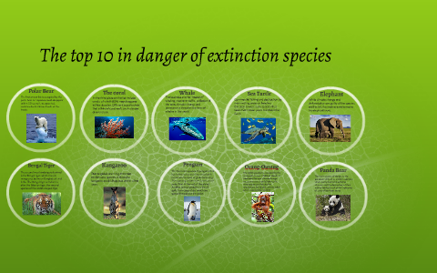 The top 10 in danger of extinction species by on Prezi