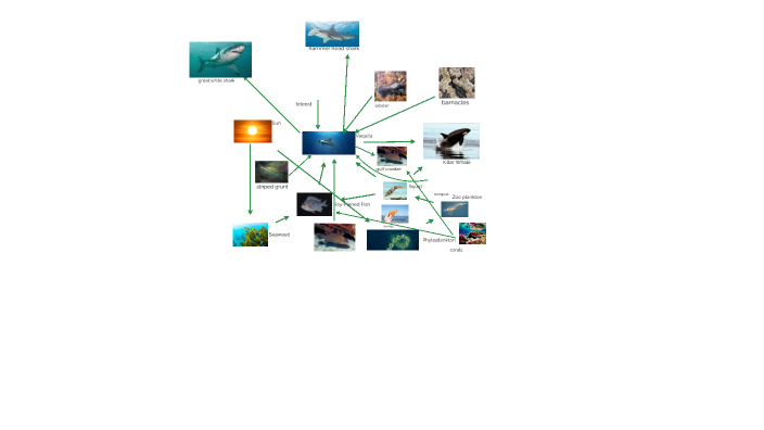 vaquita Food Web by Connor Swanson on Prezi