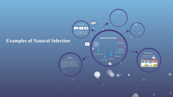 examples-of-natural-selection-by